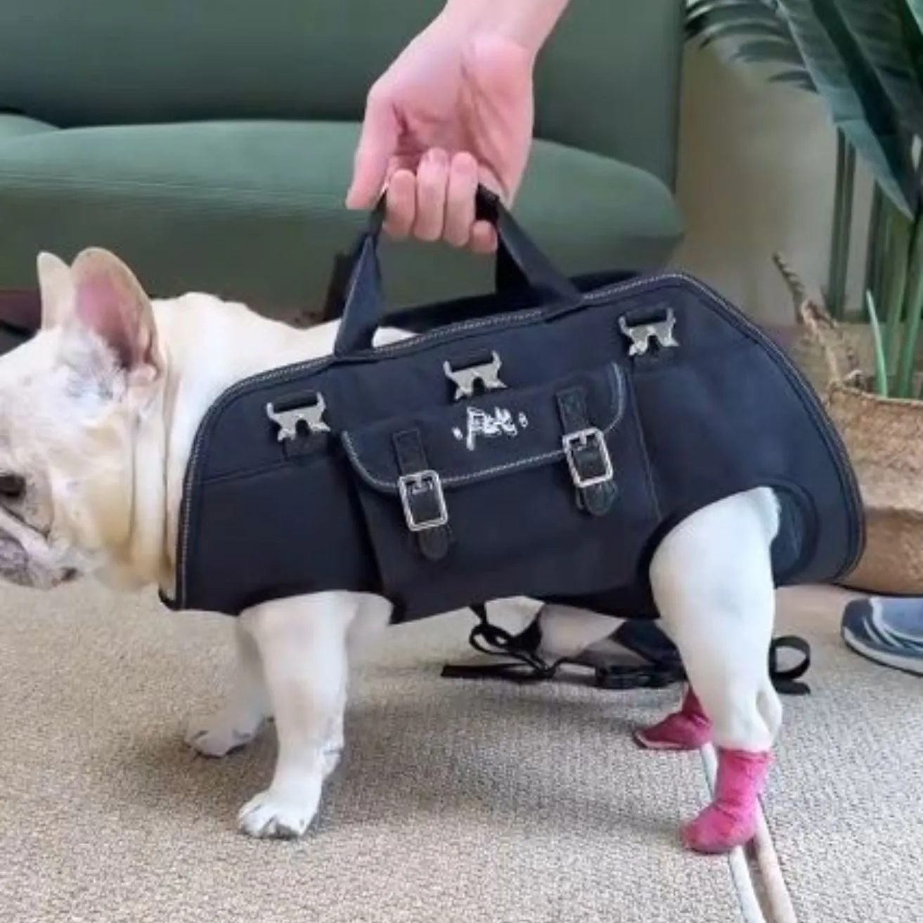 CarryPaw Frenchie Side Carry Backpack – Portable Lightweight and Secure Pet Carrier Bag