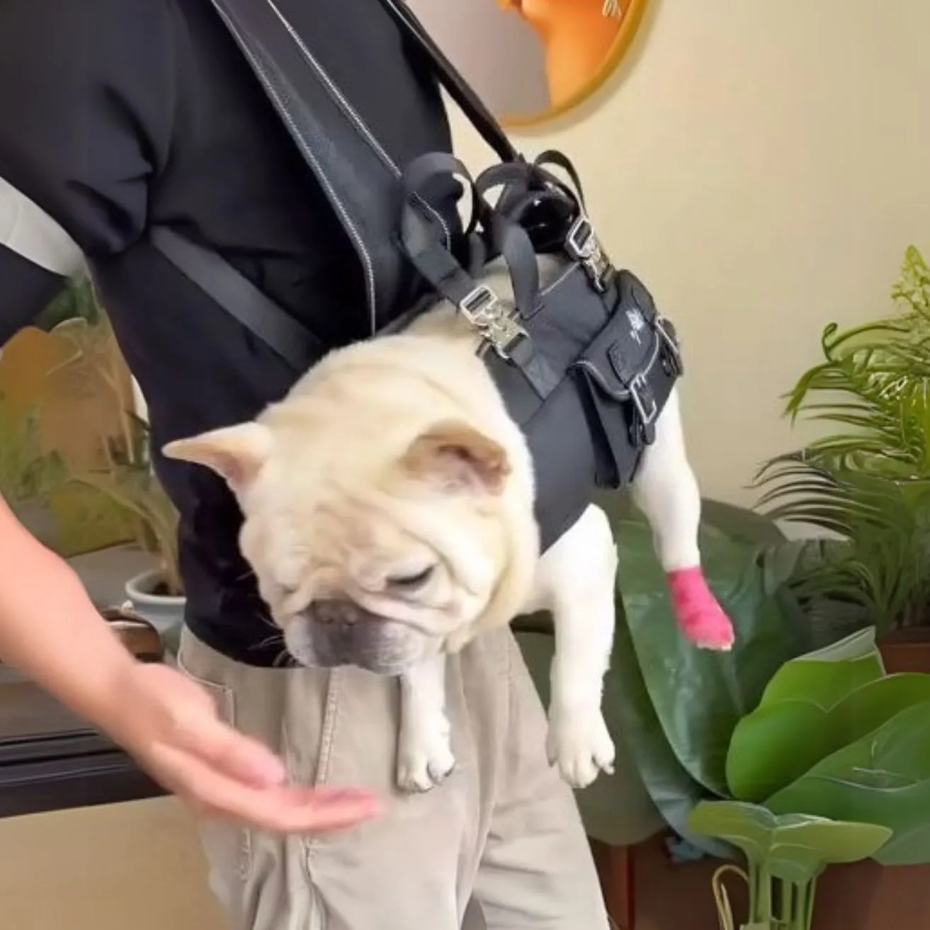 CarryPaw Frenchie Side Carry Backpack – Portable Lightweight and Secure Pet Carrier Bag