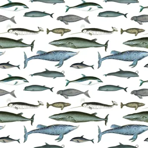 Sea Mammals Gift Wrap