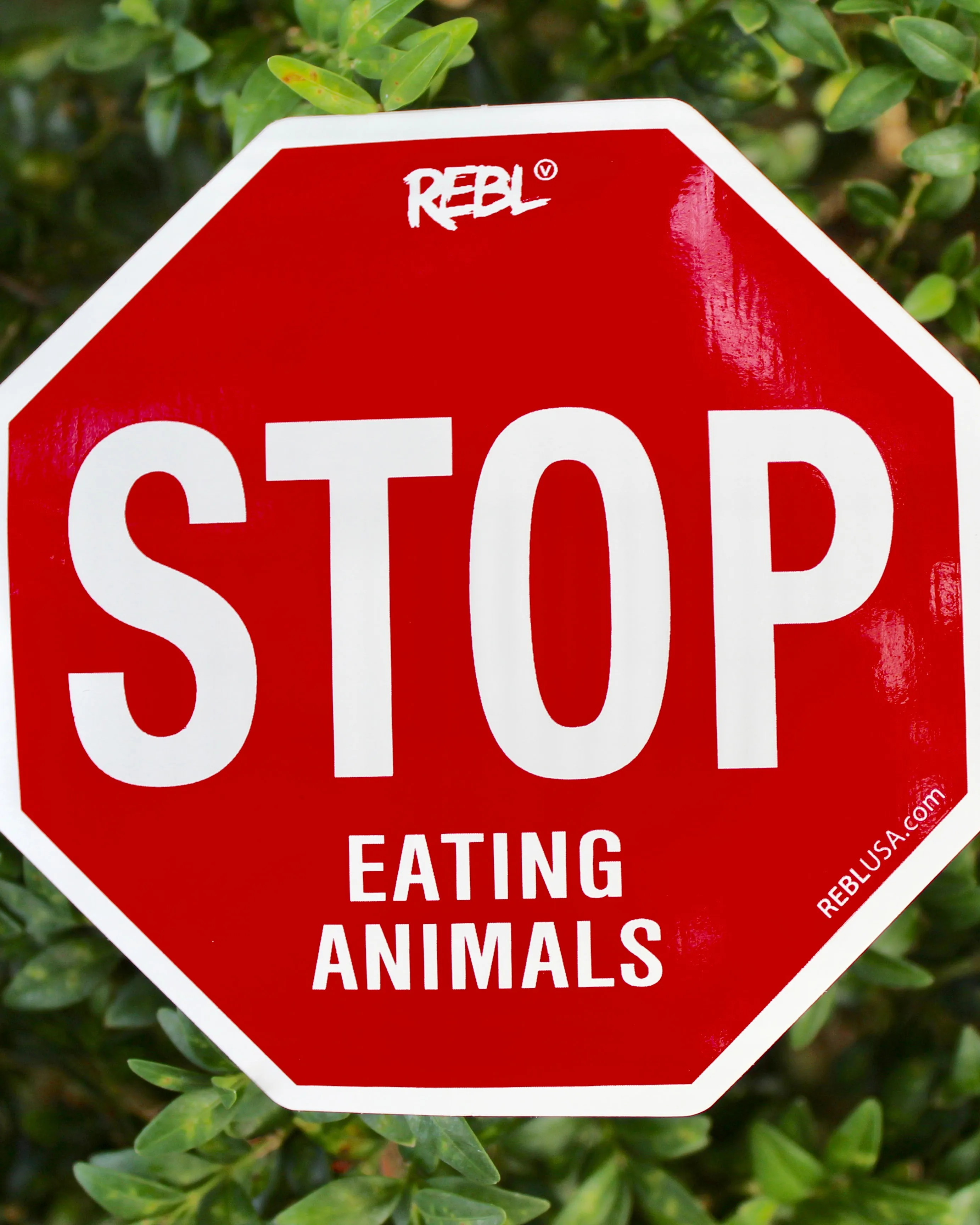 Sticker - STOP Eating Animals